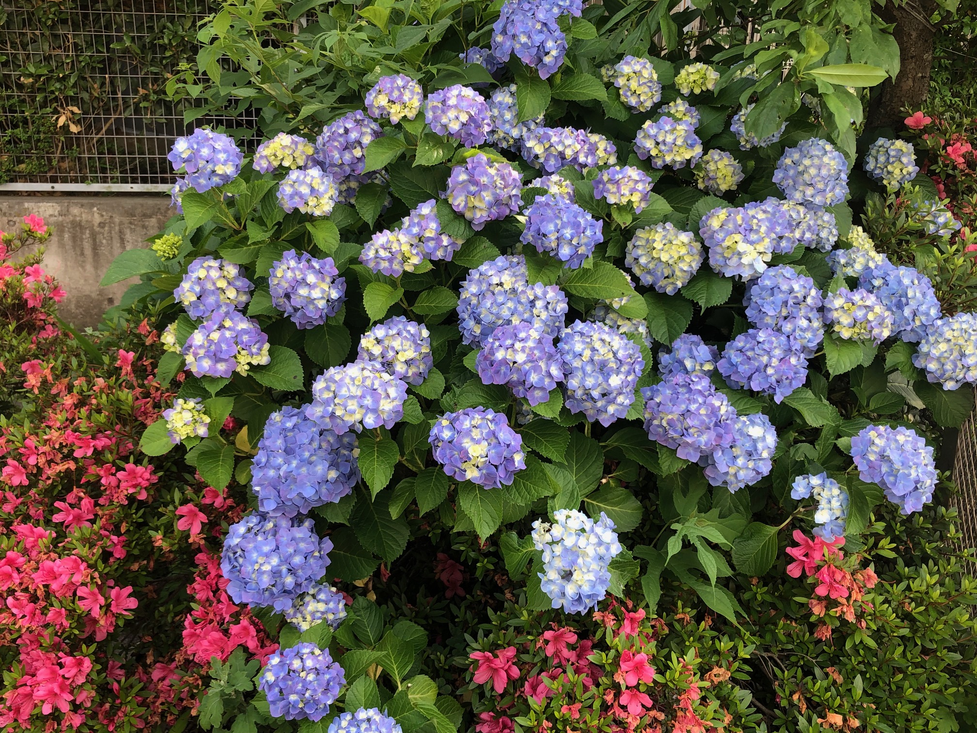 青い紫陽花