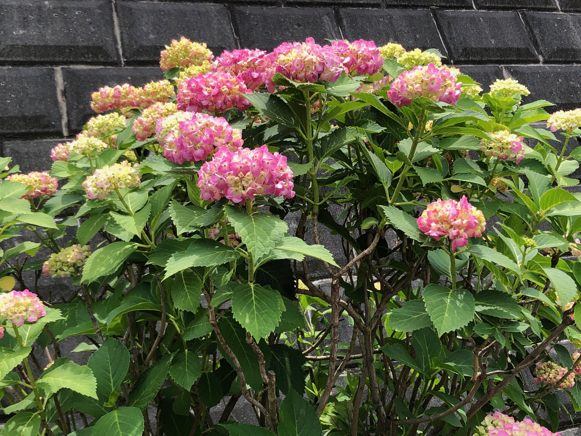 赤い紫陽花