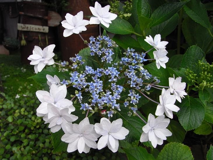 隅田の花火