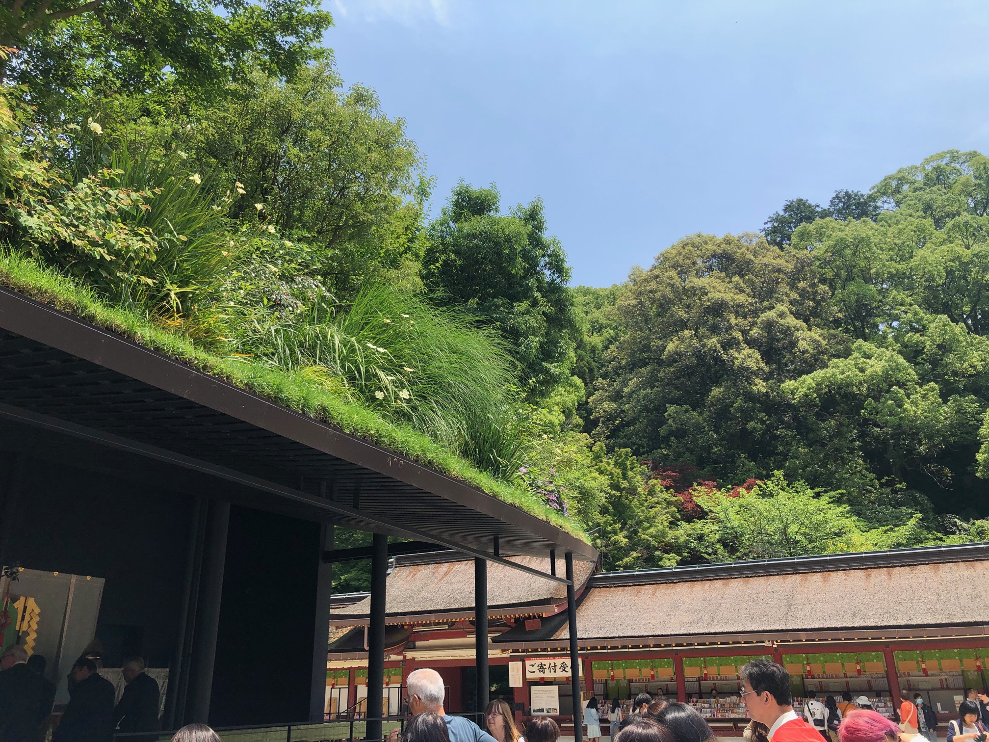 仮殿の屋根と一体になる周囲の緑