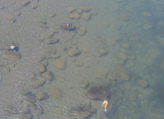コイがいる清流