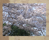 e売るしくみ研究所・スタッフブログ桜
